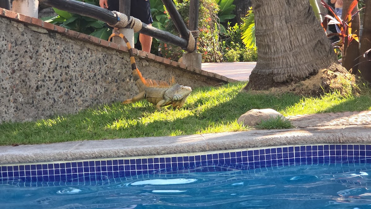 Velas Vallarta Suites Resort - Photo 3